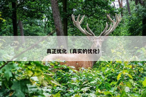 真正优化（真实的优化）