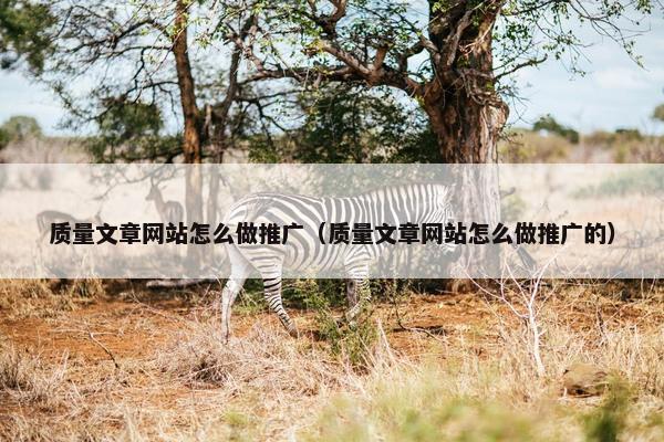 质量文章网站怎么做推广（质量文章网站怎么做推广的）