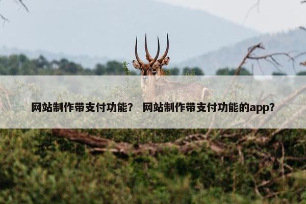网站制作带支付功能？ 网站制作带支付功能的app？