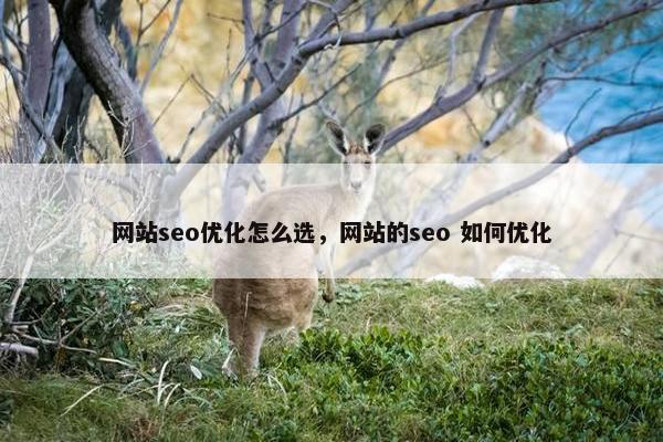网站seo优化怎么选，网站的seo 如何优化